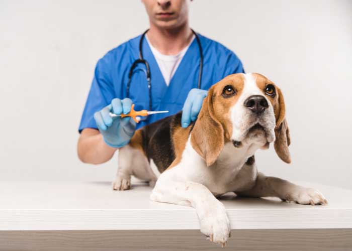 Why Do You Need a GPS Tracker for Dogs Top Dog Tips