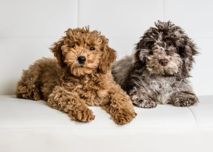 Cavapoo Dog Breed Profile Top Dog Tips
