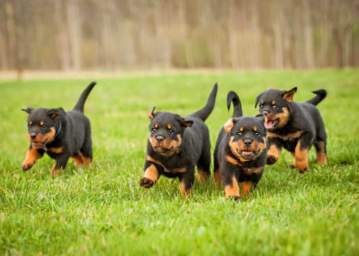 How to Split a Litter of Puppies Top Dog Tips