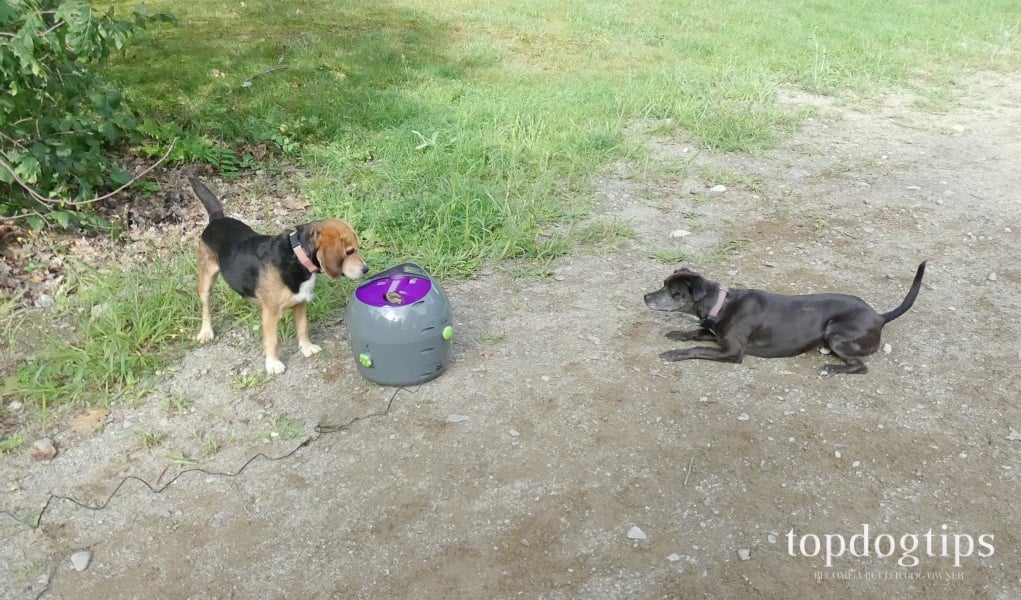 Review PetSafe Automatic Tennis Ball Launcher