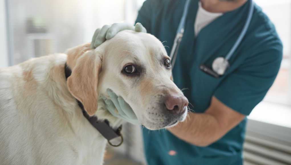 Thyroid Cancer in Dogs Symptoms, Diagnosis & Treatment