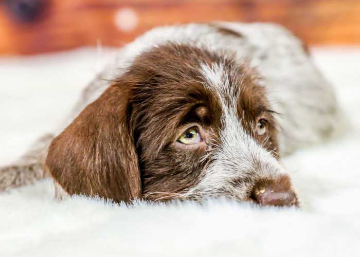 Basal Cell Carcinoma In Dogs Signs, Diagnosis & Treatment Top Dog Tips