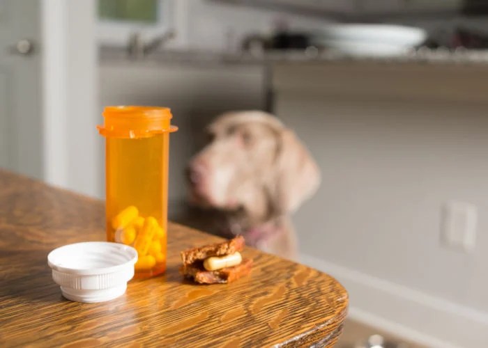 Novox For Dogs Uses, Dosage, and Side Effects