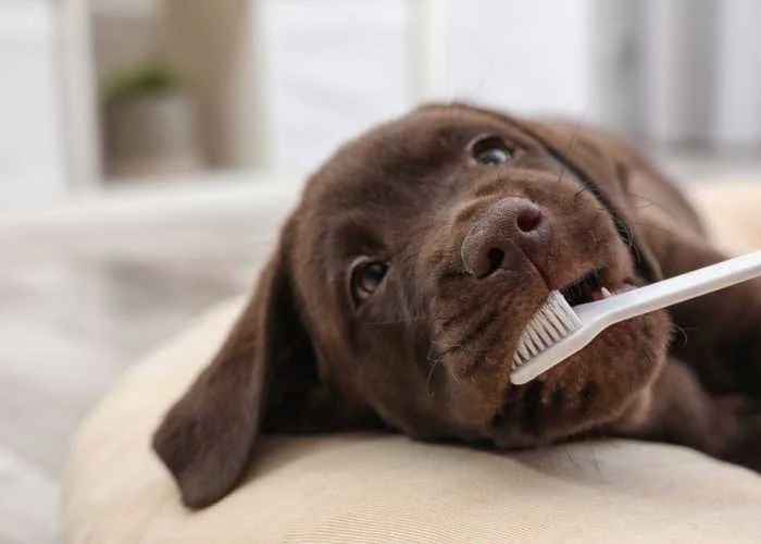 Gum Infection in Dogs Signs, Causes & Treatments Top Dog Tips