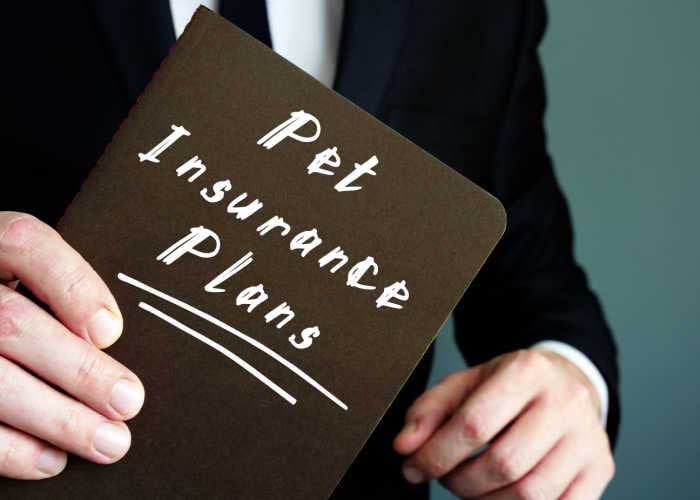 Does Pet Insurance Cover Medication? Top Dog Tips