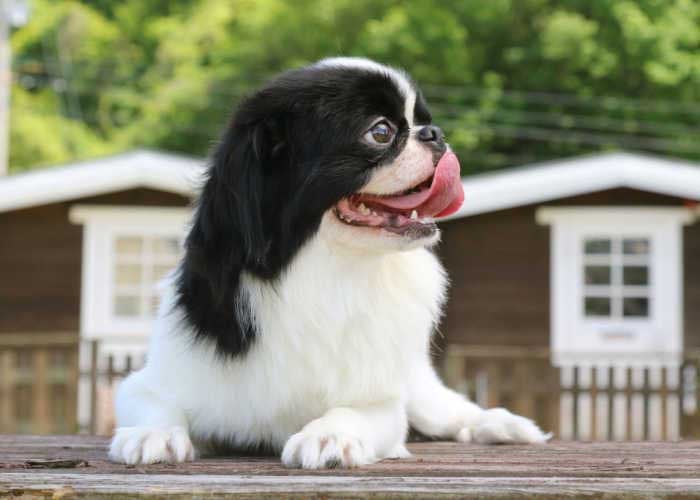 Japanese Chin Dog Breed Profile Top Dog Tips