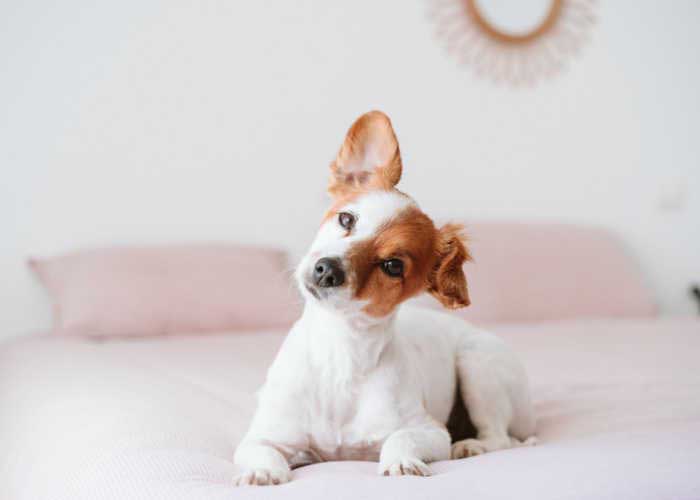 Why Do My Dog’s Ears Stink? Top Dog Tips