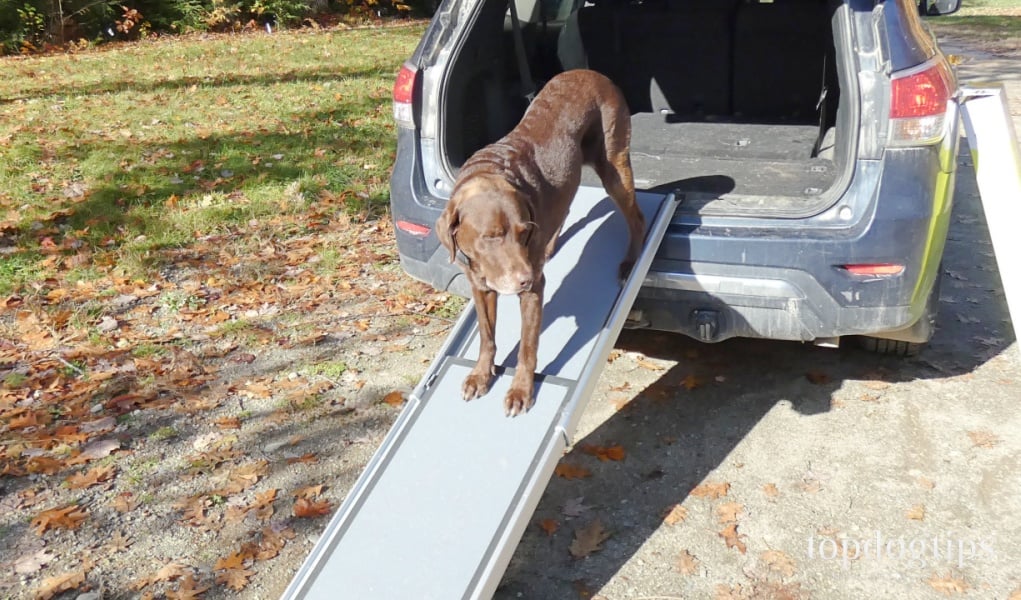 Review PetSafe Telescoping Dog Ramp Top Dog Tips