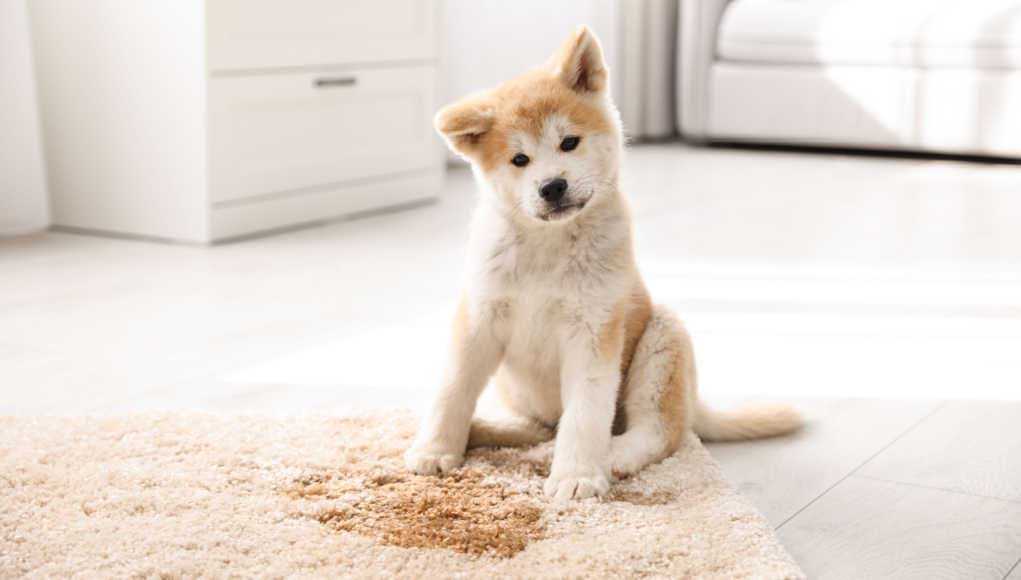 How to Clean Dog Vomit from Carpet Top Dog Tips