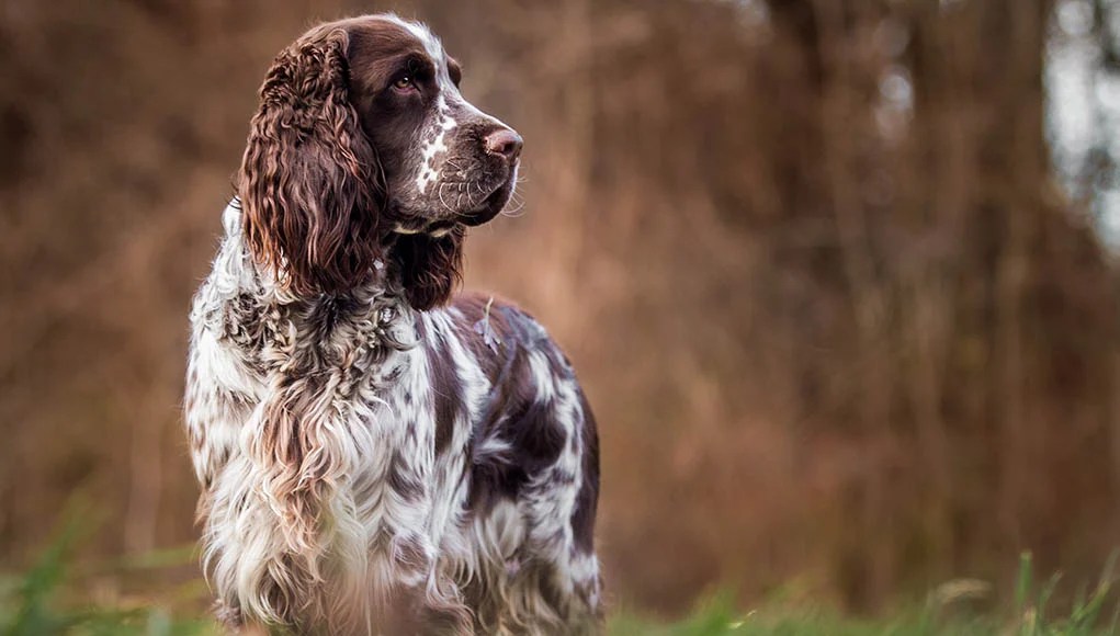 English Springer Spaniel Dog Breed Profile Top Dog Tips