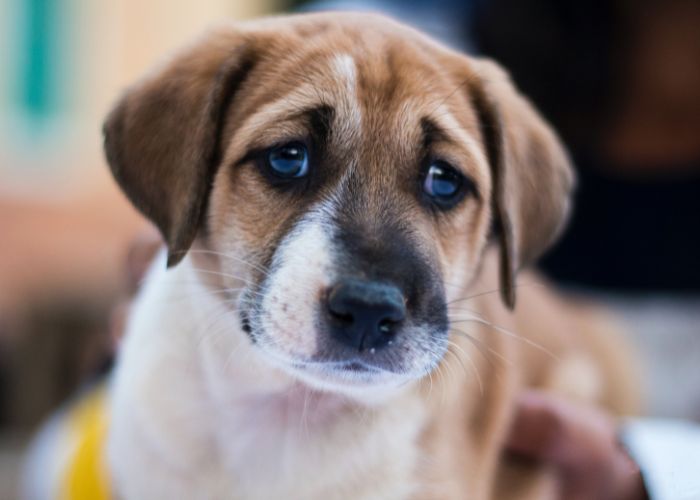 Dementia in Dogs at Night Explained Top Dog Tips