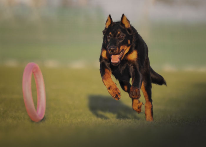 Beauceron Dog Breed Profile Top Dog Tips