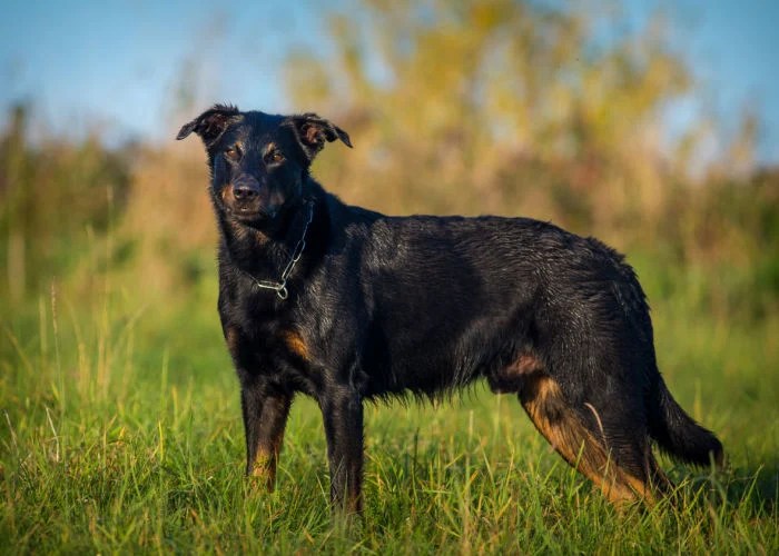 Beauceron Life Expectancy