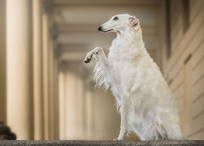 Borzoi Dog Breed Profile Top Dog Tips