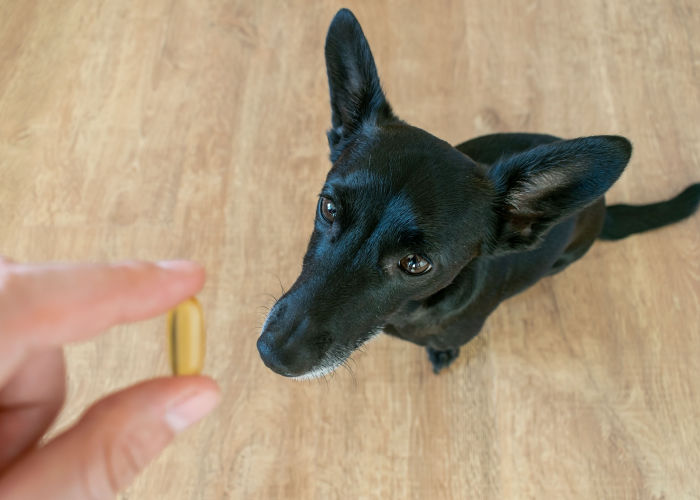 DHA For Dogs The Importance and Benefits of DHA In Your Dog's Diet