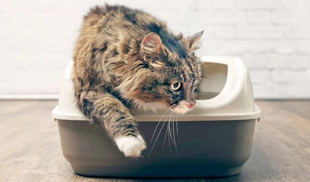 6 Tips for Litter Training A Cat Top Dog Tips