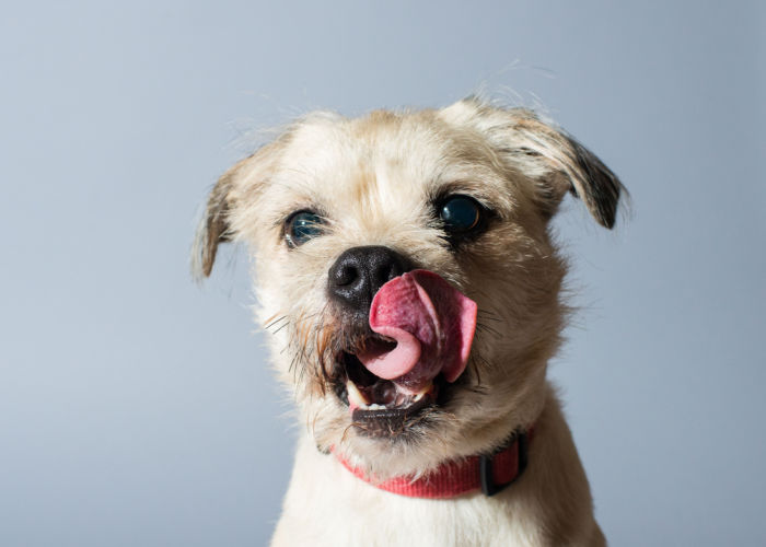 Can Dogs Eat Butter? Top Dog Tips