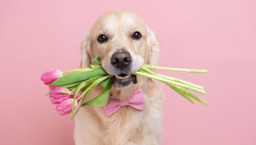 210+ Adorable Dog Names Starting with M Top Dog Tips