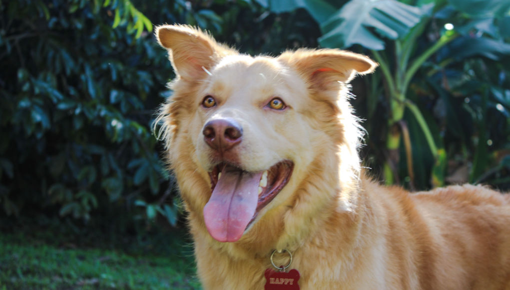 Goberian Dog Breed Profile (Husky & Retriever Mix)