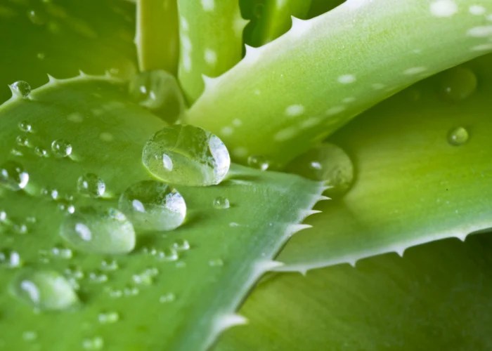 Is Aloe Vera Safe For Dogs? Benefits Of Aloe Vera for Dogs