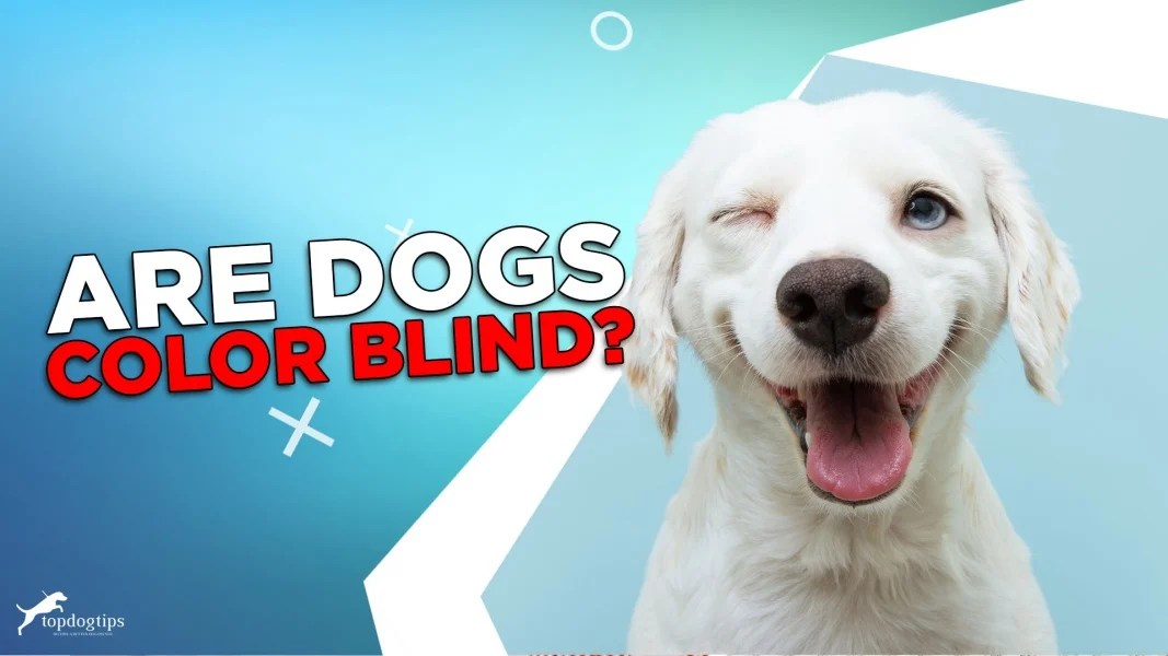Are Dogs Color Blind? What Colors Can Dogs See?