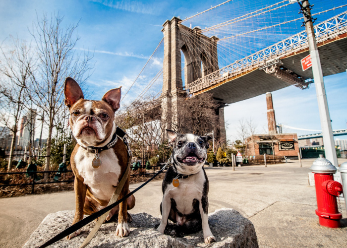 New York Pet Stores, Dog Parks, Grooming, And More