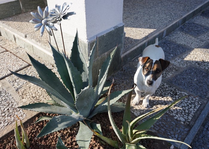 Is Aloe Vera Safe For Dogs? Benefits Of Aloe Vera for Dogs
