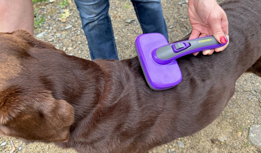 Review Hertzko Slicker Brush (Self Cleaning) Top Dog Tips
