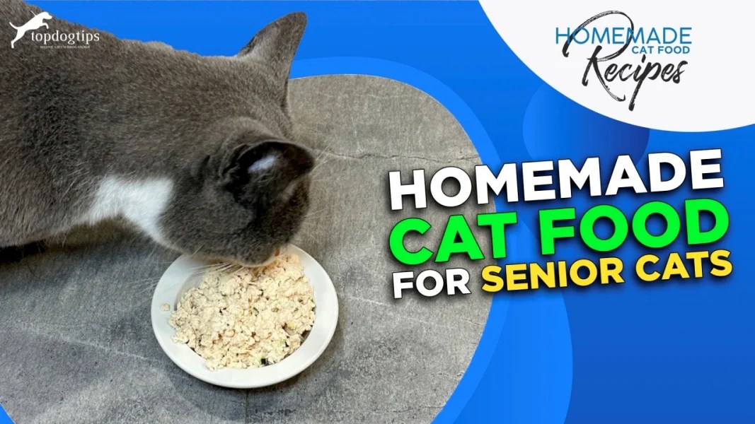 Recipe Homemade Food for Senior Cats Top Dog Tips