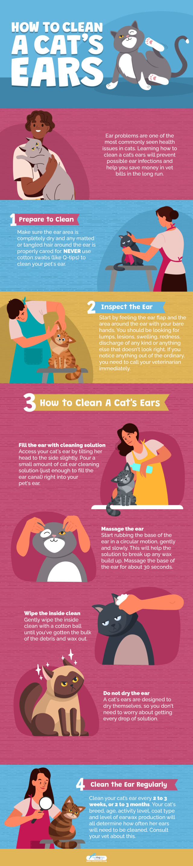 How To Clean A Cat's Ears in 4 Easy Steps Top Dog Tips
