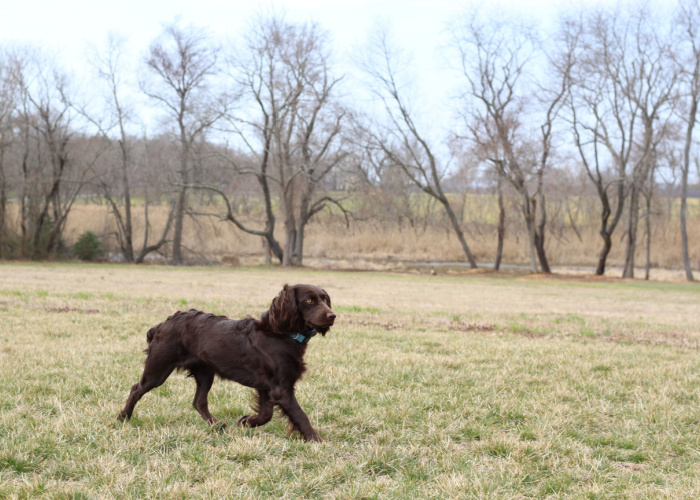 New Jersey Pet Stores, Dog Parks, Grooming, And More