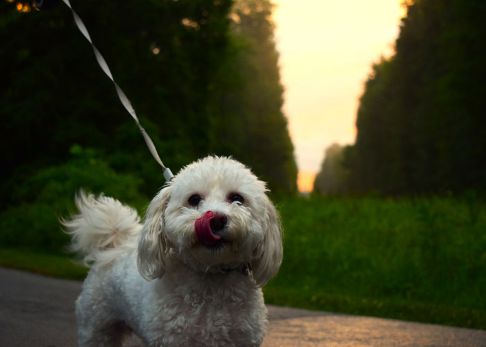 Ohio Pet Stores, Dog Parks, Grooming, And More