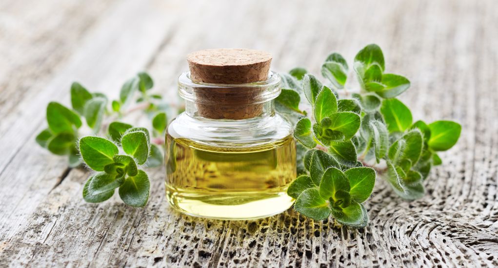 Oregano Oil for Dogs Benefits and Guidance Top Dog Tips
