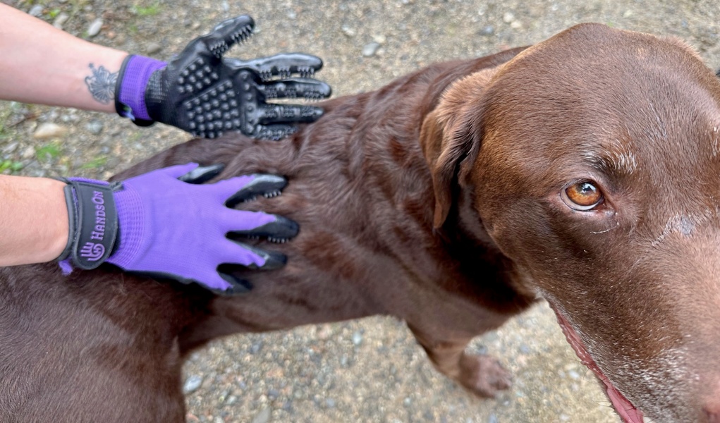 Review HandsOn Pet Grooming Gloves Top Dog Tips