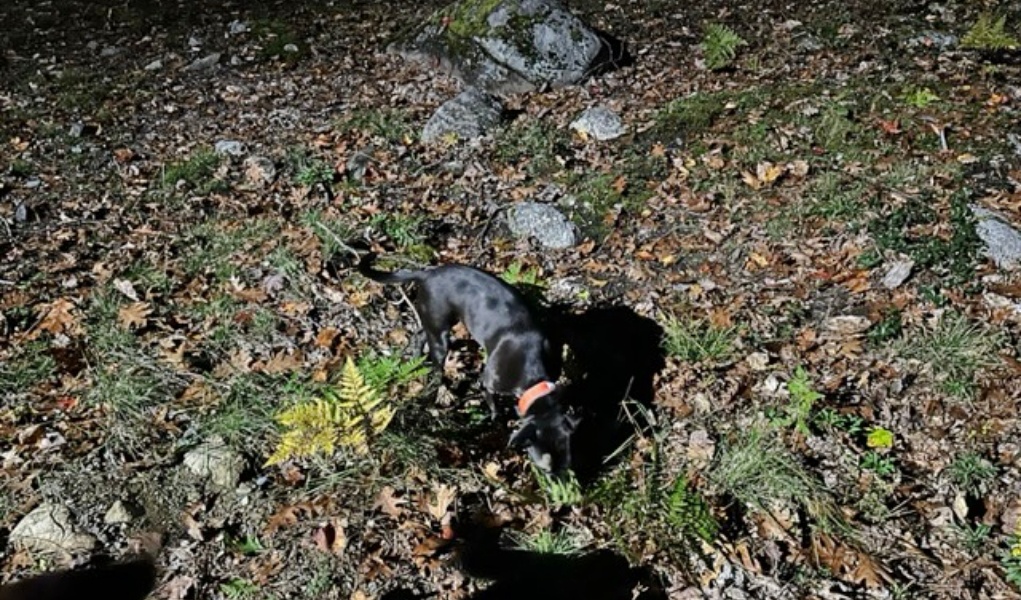 Review Blazin Reflective & LED Dog Collars Top Dog Tips