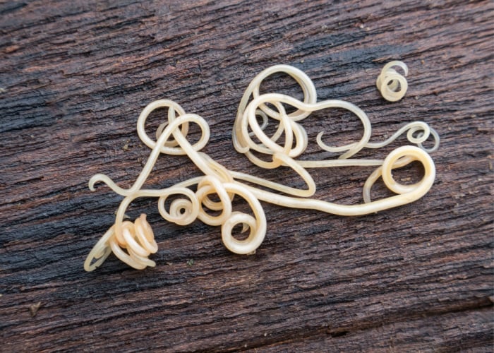 Roundworms in Dogs Symptoms, Prevention, and Treatment