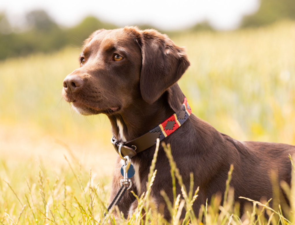 Black Lab Springer Spaniel Mix Puppies