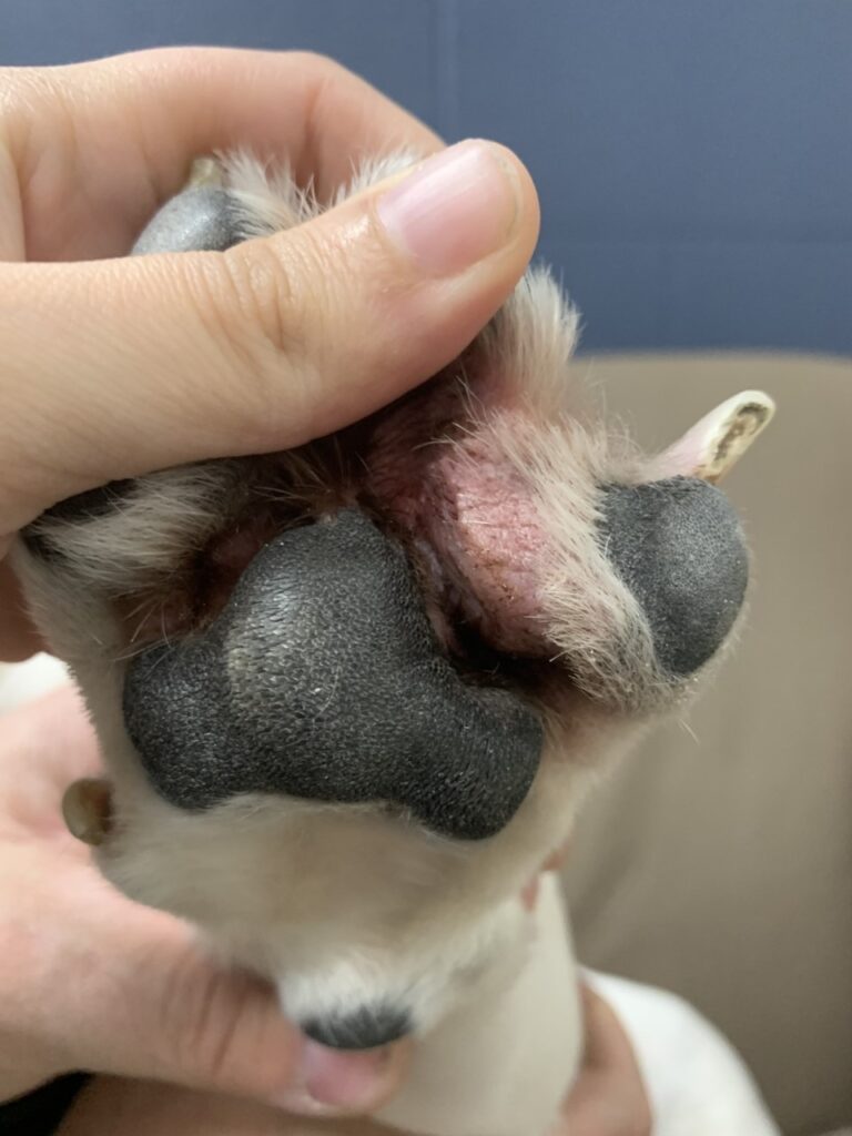 Foot or Toe Cancer in Dogs Symptoms, Diagnosis & Treatment