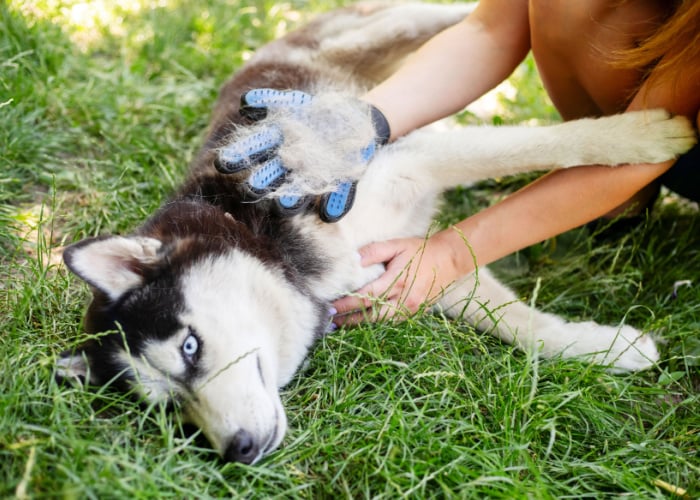 Do Dogs Shed More in the Summer? Top Dog Tips