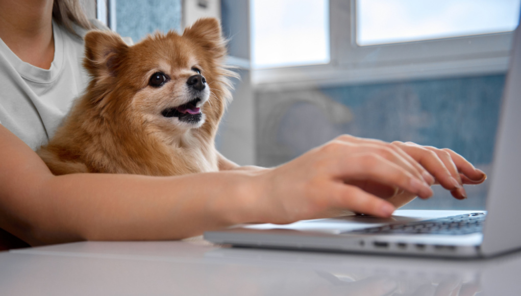 15 Velcro Dog Breeds (Plus Tips to Lessen Their Clinginess)