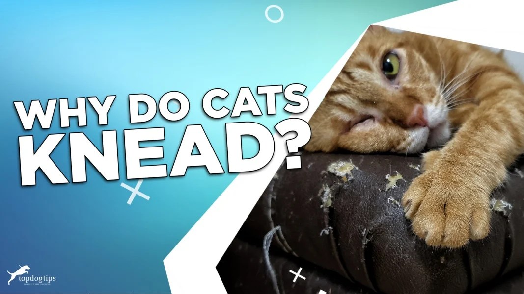 Why Do Cats Knead? Top Dog Tips