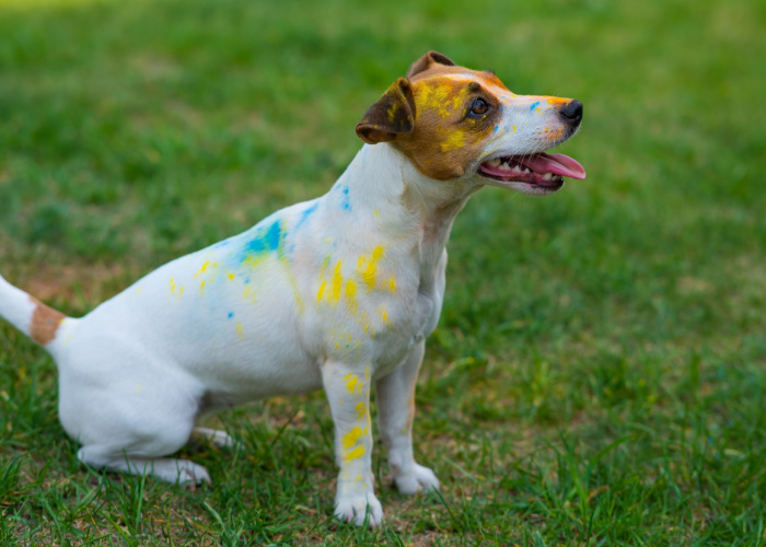My Dog Ate Crayons 3 Practical Things to Do Top Dog Tips