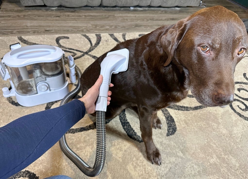 Review Greenbene Pet Grooming Vacuum Top Dog Tips