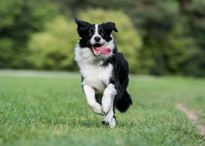 How to Introduce Your Dog to a Dog Park The Complete Guide Top Dog Tips
