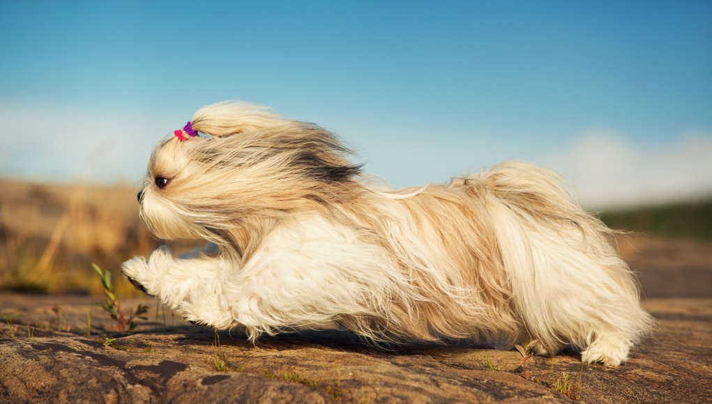 How Much Exercise Does a Shih Tzu Need? Top Dog Tips