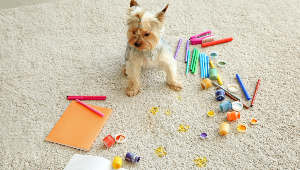 My Dog Ate Crayons 3 Practical Things to Do Top Dog Tips