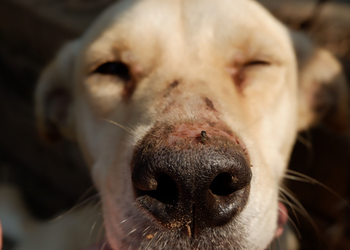 My Dog Ate a Fly Is My Dog In Danger? Top Dog Tips