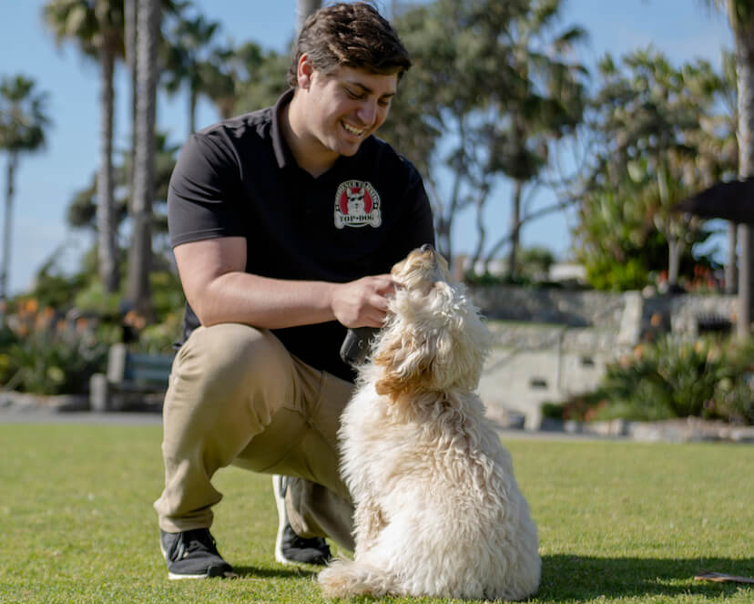 Top Dog Obedience Training Specialized Dog Training Services