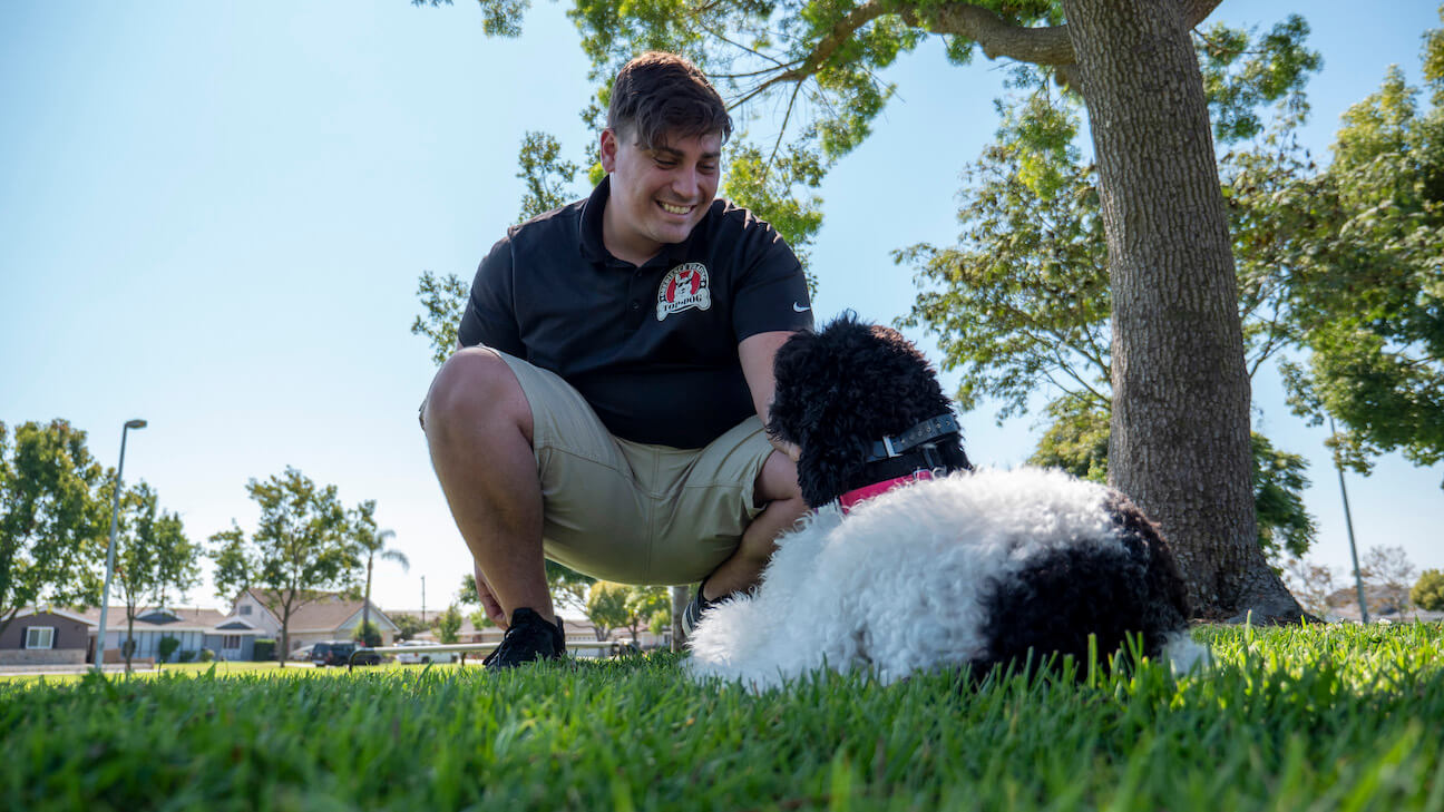 Top Dog Obedience Training Specialized Dog Training Services