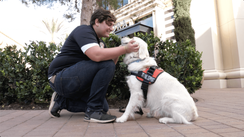 Top Dog Obedience Training Specialized Dog Training Services